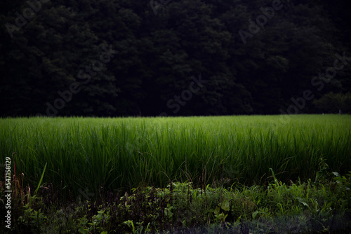 息を呑む美しさの田園風景