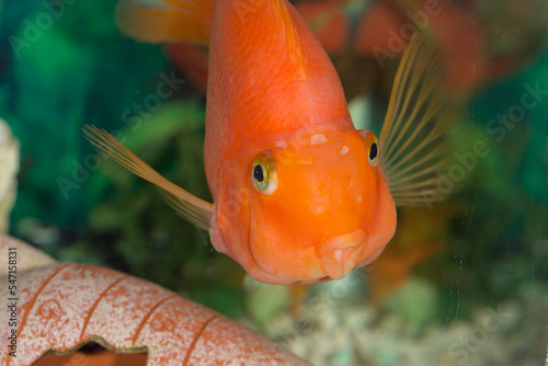 red fish closeup