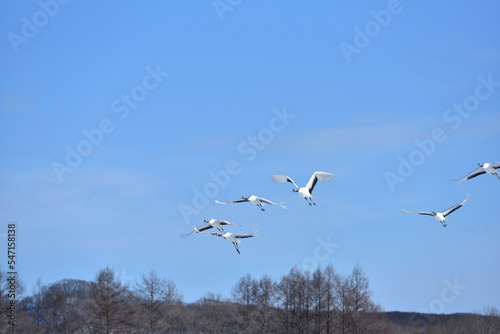 Bird watching  red-crowned crane  in  winter