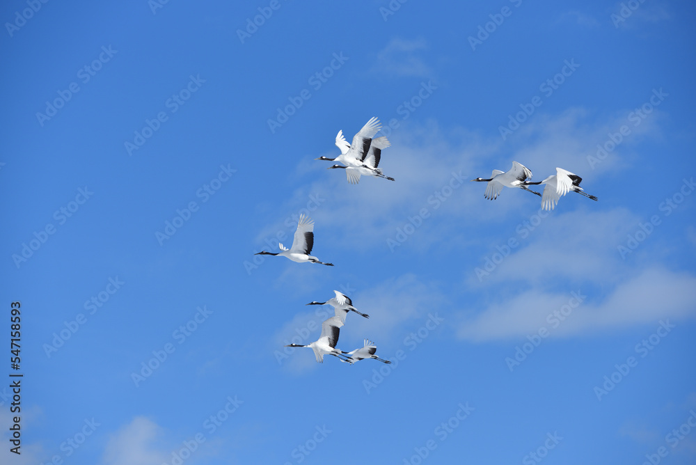 Fototapeta premium Bird watching, red-crowned crane, in winter