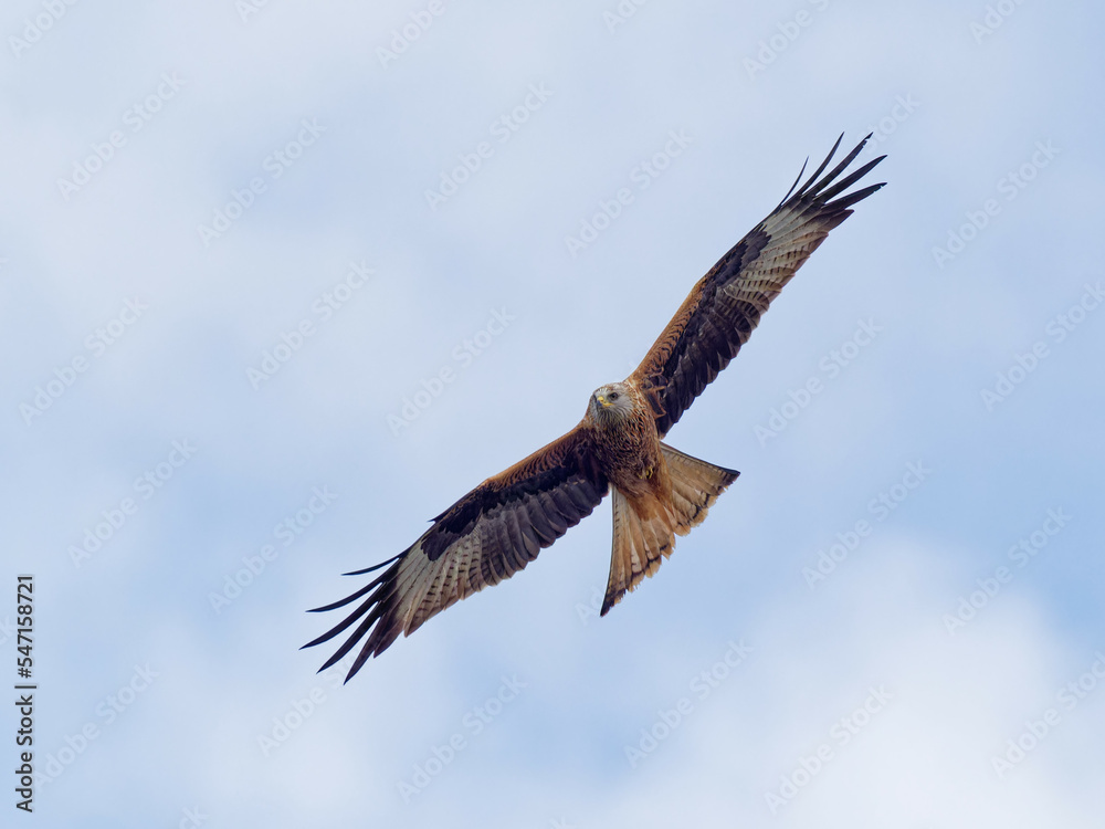 A Red Kite (Milvus milvus) in flight against a grey blue sky at RSPB Fairburn Ings in West Yorkshire. A Red Kite (Milvus milvus) in flight against a grey blue sky at RSPB Fairburn Ings in West Yorkshire.