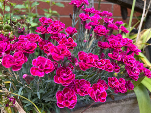 Foto Carnation, (Dianthus caryophyllus), also called grenadine or clove pink