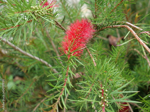 Callistemon speciosus is an Australian shrub with showy bottlebrushes like inflorescences.