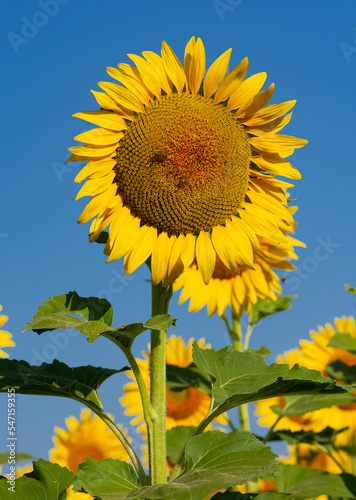 agriculture-products. sunflower fields and flowering sunflowers.