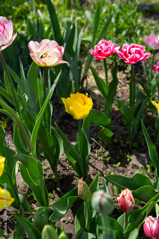 Fototapeta premium Various tulips spring flower in green garden nature outdoor