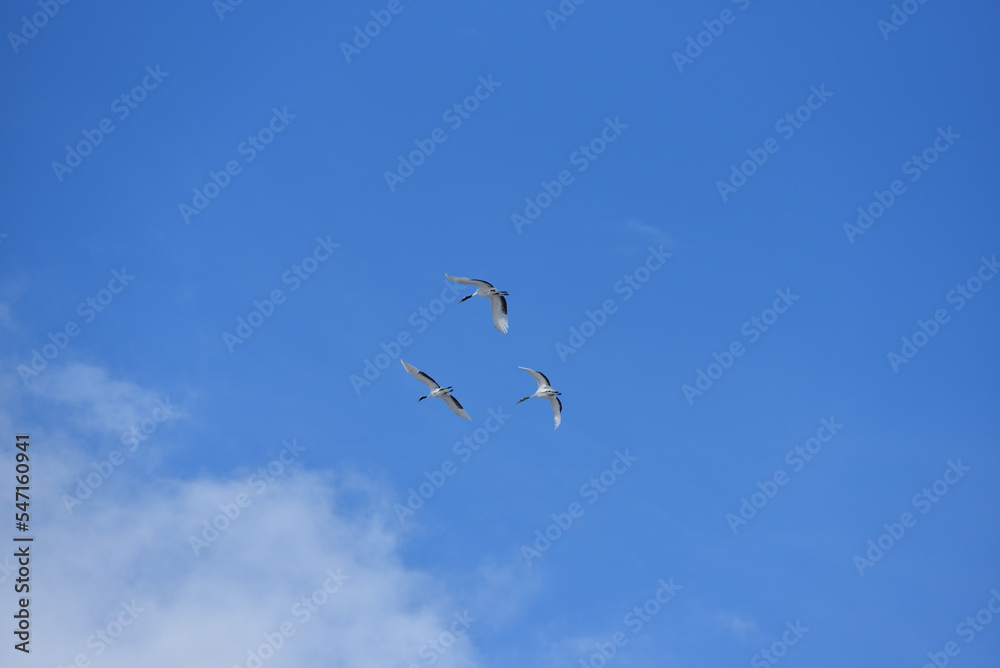 Bird watching, red-crowned crane, in
 winter