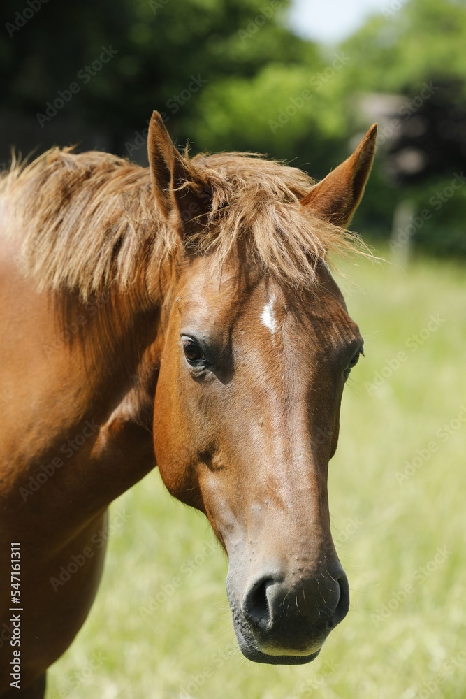 Gros plan de tête de cheval Gros plan de tête de cheval
