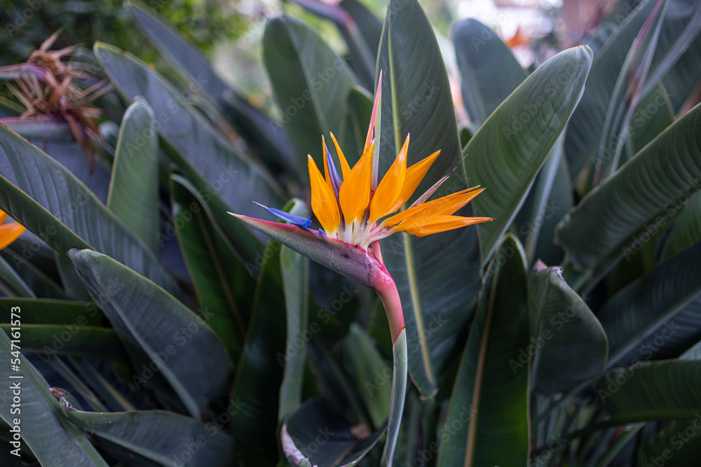 Obraz premium Strelitzia