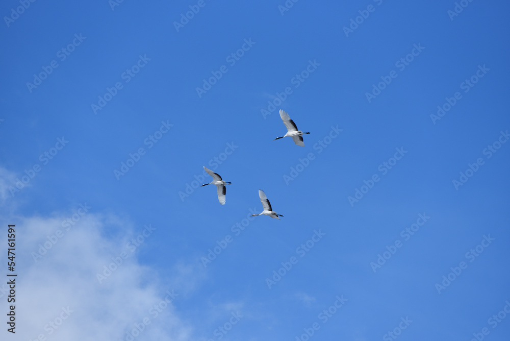 Bird watching, red-crowned crane, in
 winter