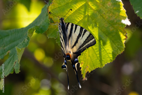 Papillon sur une feuille d'arbre