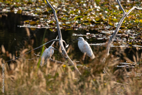 Échassiers au bord de l'eau