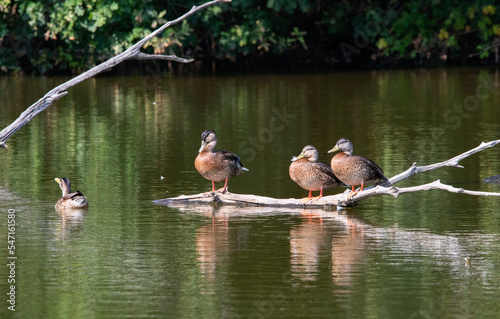 Canards au bord de l'eau