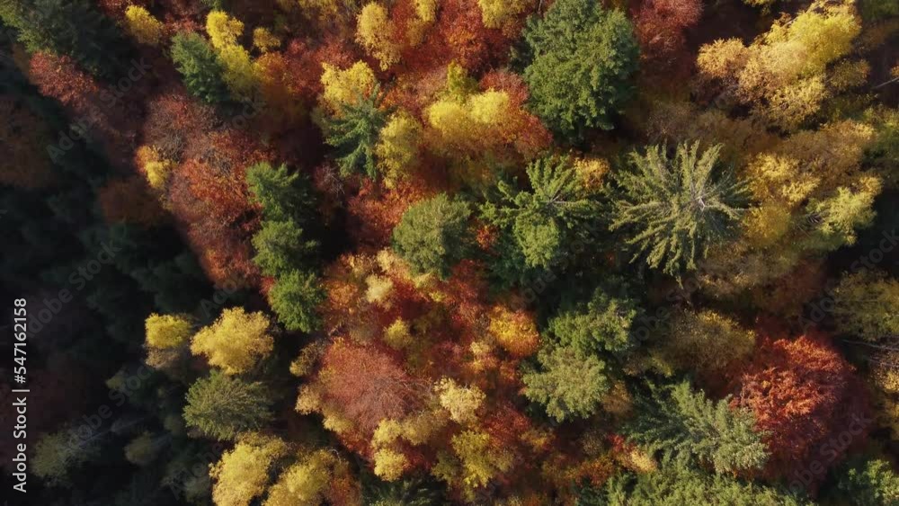 Aerial view of  morning landscape over the foggy forest, in the Carpathian Mountains, during autumn