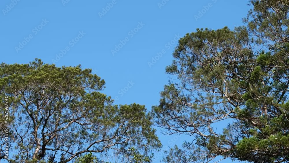 Branches of trees moving with the wind with blue sky at the background, Trees and Blue Sky, Thailand. Branches of trees moving with the wind with blue sky at the background, Trees and Blue Sky, Thailand.