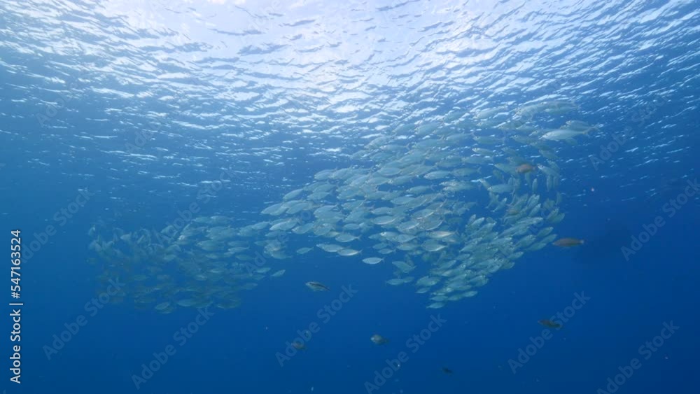 Seascape with Bait Ball, School of Fish, Mackerel fish in the coral reef of the Caribbean Sea, Curacao