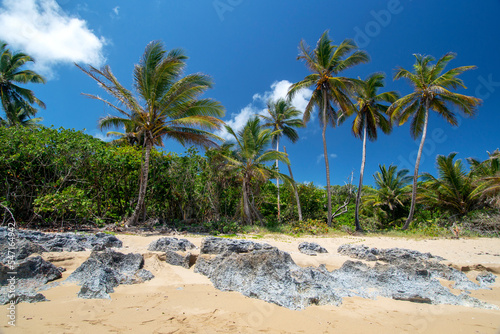 Tropical beach with palm trees and crystal clear water at Perla Marina beach, Cabarete, Dominican Republic