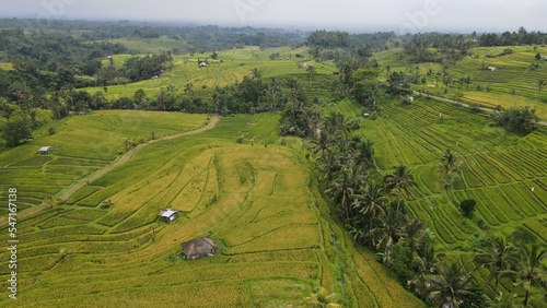 Bali, Indonesia - November 13, 2022: The Jatiluwih and Sidemen Terrace Rice Fields © Julius