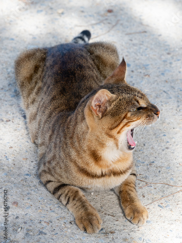 ginger cat with open mouth