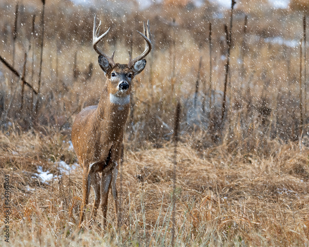Fototapeta premium Wild buck in an early winter snow