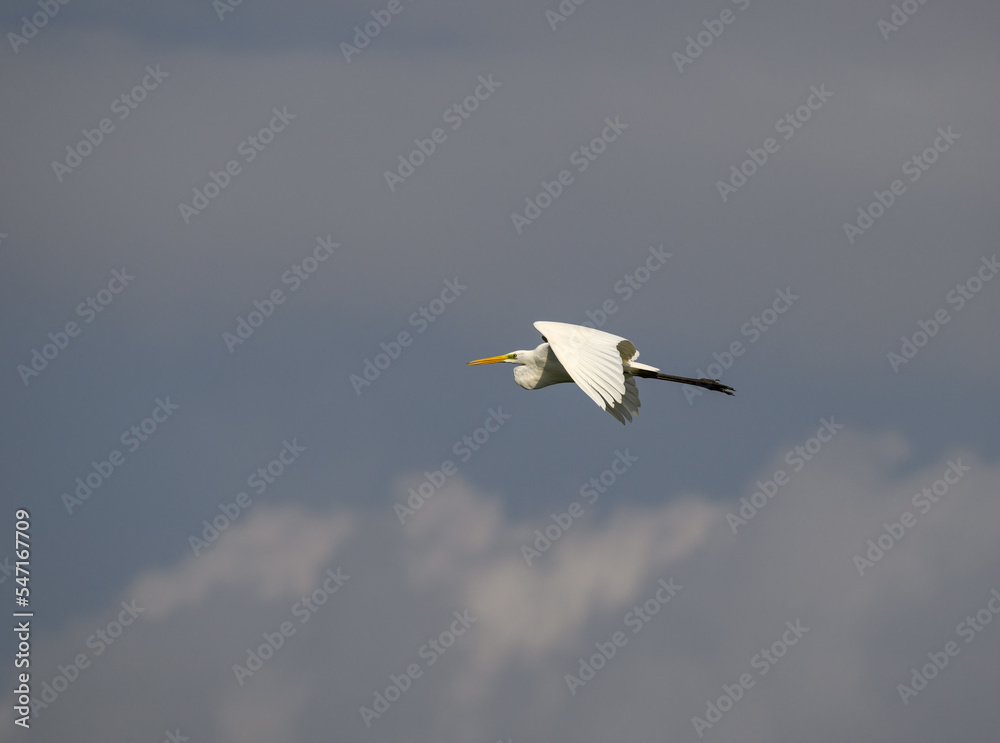 Great Egret in flight against sky Great Egret in flight against sky