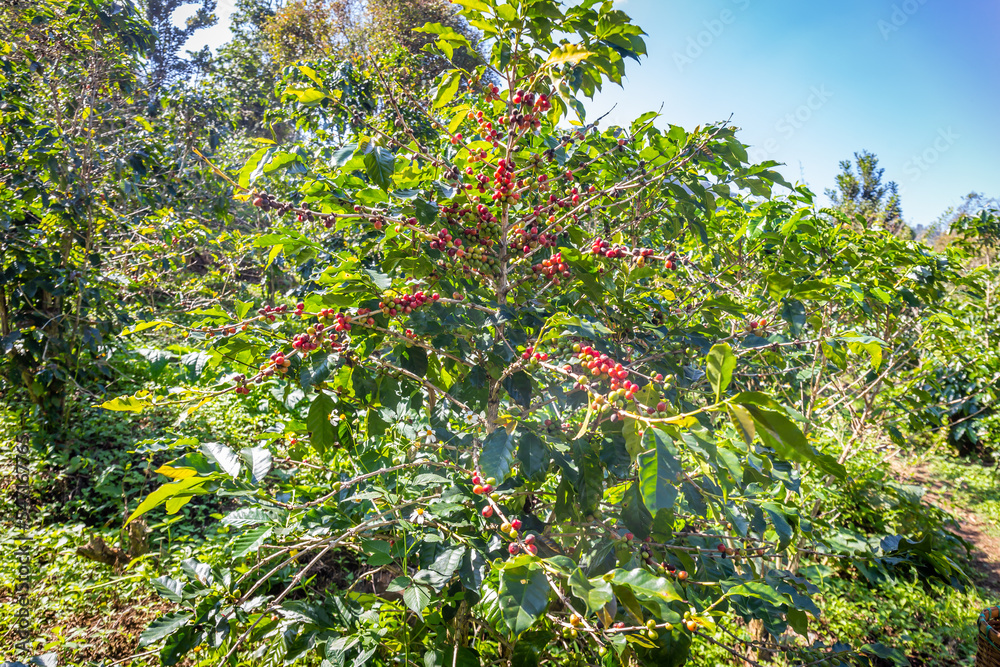Ripe coffee beans on the plant waiting to be harvested in the fields.