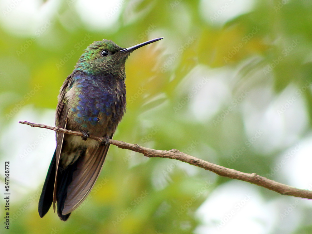 Fototapeta premium hummingbirds