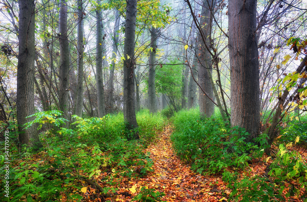 Obraz premium Green forest at misty morning