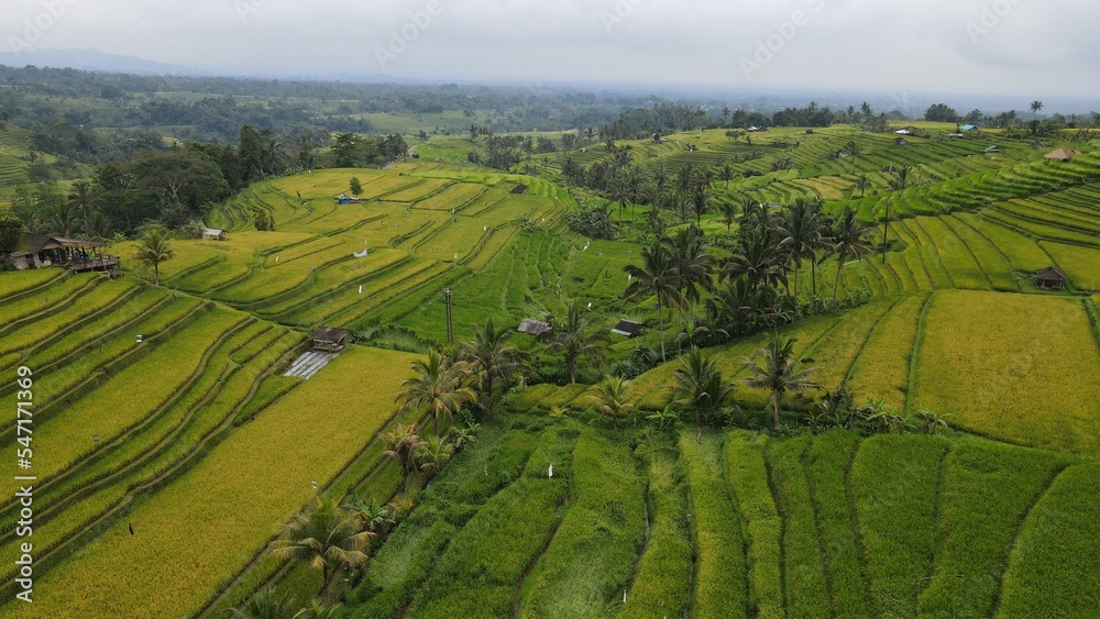 Bali, Indonesia - November 13, 2022: The Bali Terrace Rice Fields