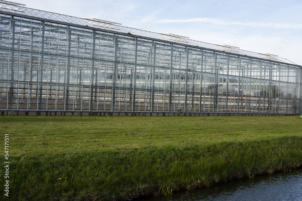 Glass greenhouse for growing flowers in the Netherlands Glass greenhouse for growing flowers in the Netherlands