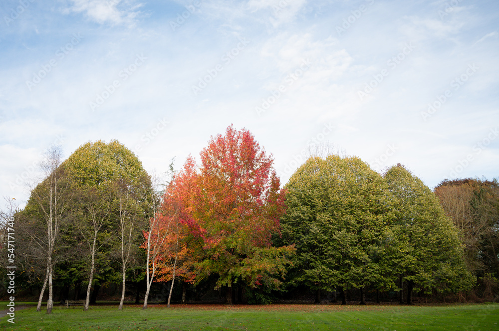 paysage d'un parc en automne