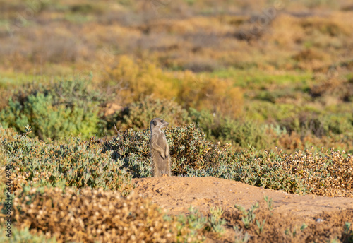 Erdmännchen in einer Savannenlandschaft bei Oudtshoorn Südafrika