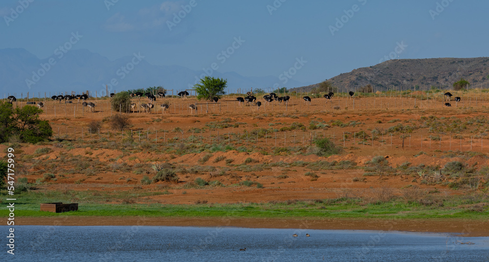 Afrikanische Strauße auf einer Straußenfarm in der Halbwüstenlandschaft Oudtshoorn Südafrika