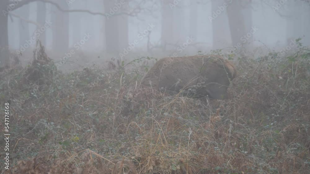 A deer eating grass in a foggy forest. A deer eating grass in a foggy forest.