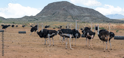Strauße auf einer Straußenfarm in der Halbwüstenlandschaft Oudtshoorn Südafrika