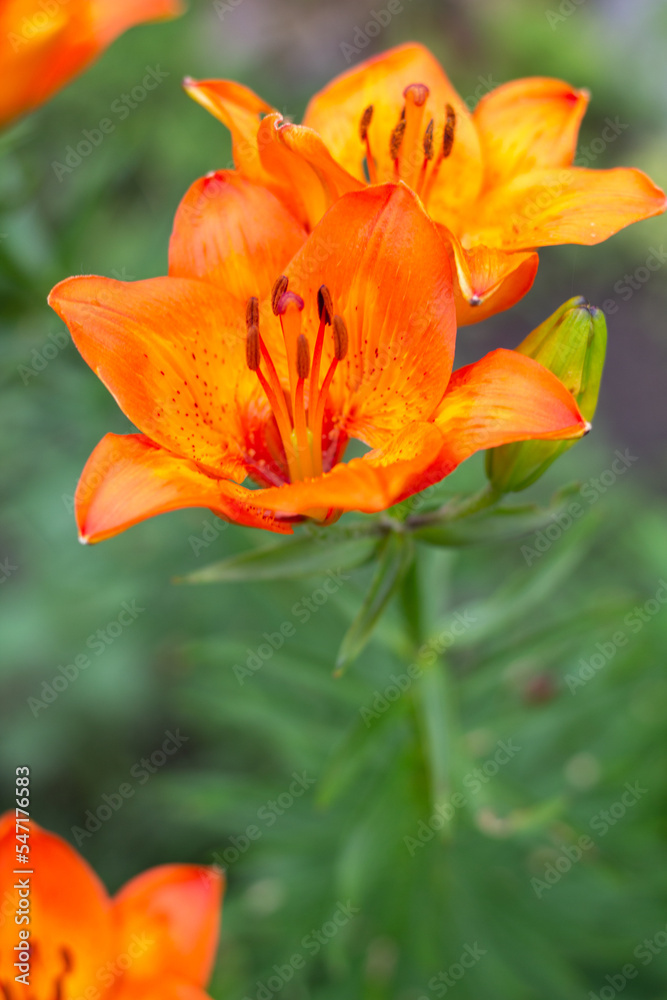 orange tiger lily flower
