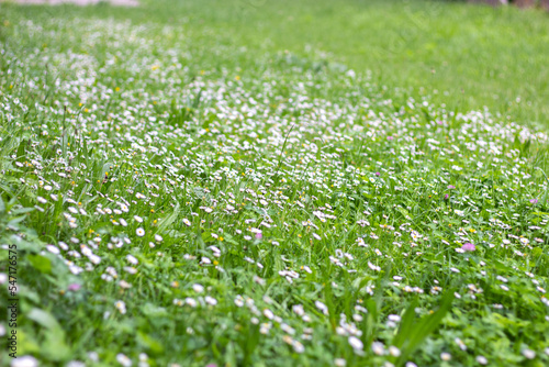 green grass in a field