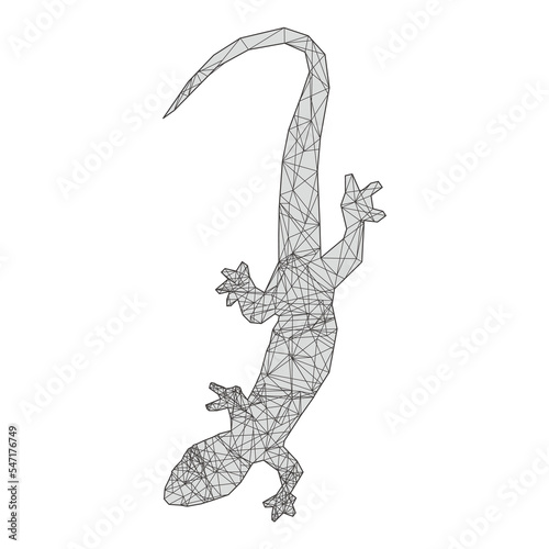 Lizard  Geometry Constellation  photo