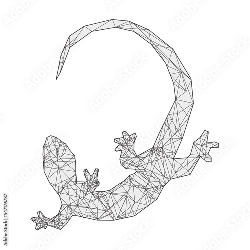 Lizard  Geometry Constellation  photo