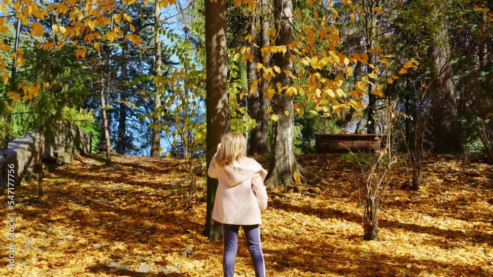 A little girl shakes a tree branch and catches falling autumn leaves. A little girl shakes a tree branch and catches falling autumn leaves.