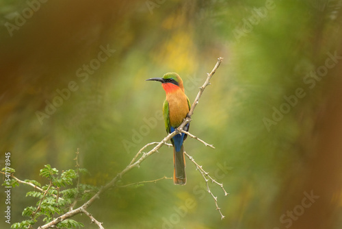 Red throated bee eater in the Murchison Falls national park. Merops bulocki in the garden. Safari in Uganda. photo