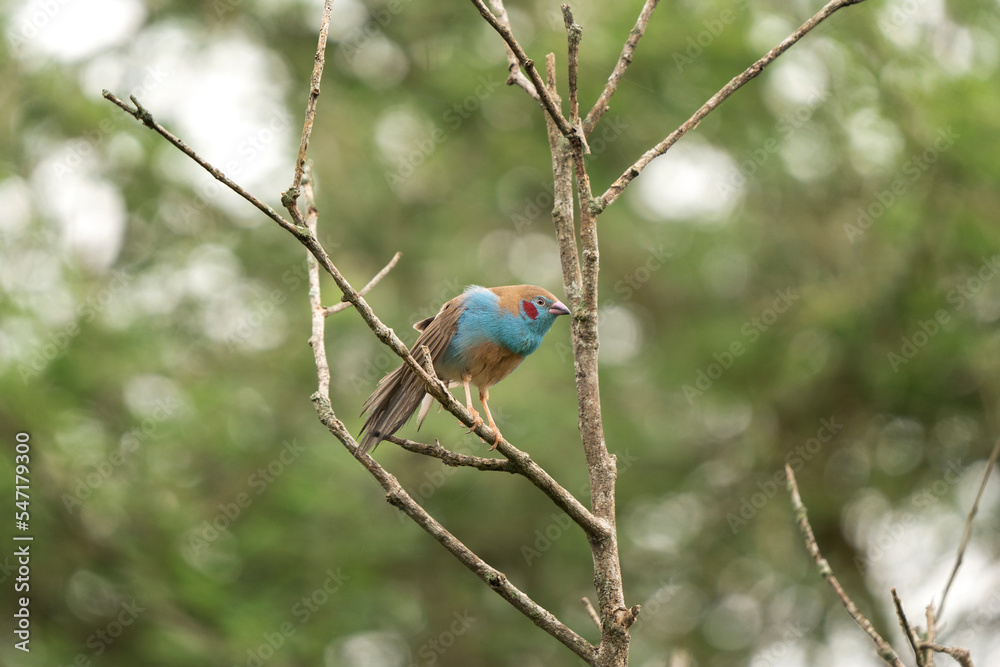 Red cheeked cordon bleu in the Murchison Falls National park. Uraeginthus bengalus on the branch. Blue bird with red stain on head.Red cheeked cordon bleu in the garden. Ornithology in Uganda. Red cheeked cordon bleu in the Murchison Falls National park. Uraeginthus bengalus on the branch. Blue bird with red stain on head.Red cheeked cordon bleu in the garden. Ornithology in Uganda.