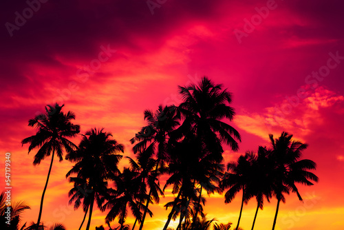 Sunset on tropical beach with coconut palm trees silhouettes © nevodka.com
