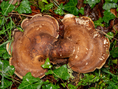 detail of a large birch polypore fungus (Piptoporus betulinus) in the woods photo