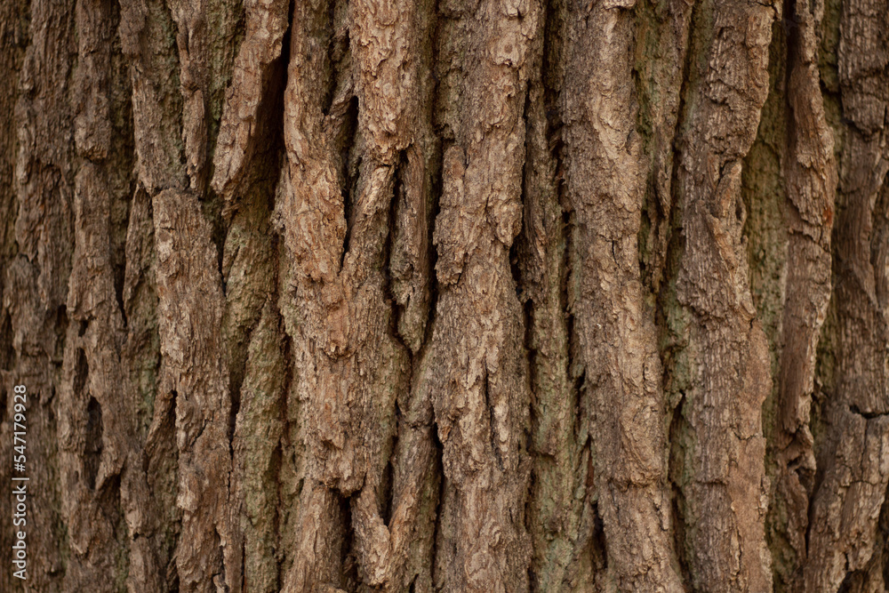 bark of a tree