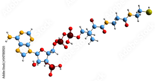 3D image of Coenzyme A skeletal formula - molecular chemical structure of  isolated on white background
