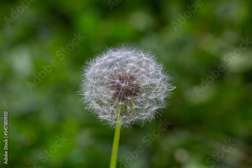 dandelion head