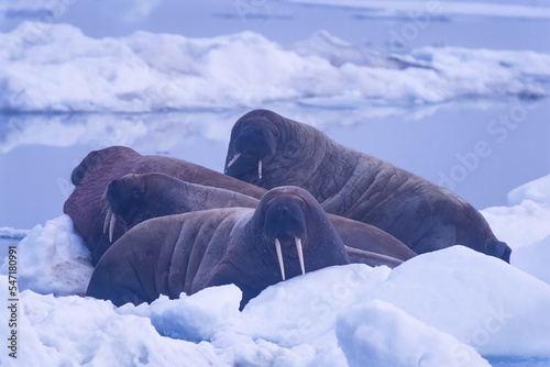 Walrus on a ice floe in the arctic