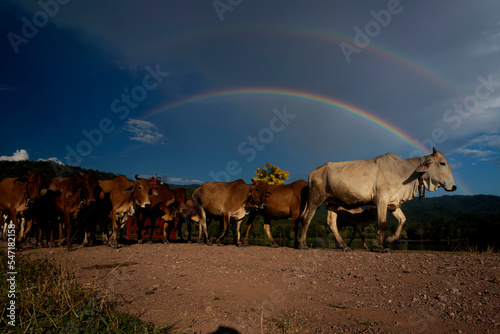 cow pasture on the background of sky and clouds in thailand