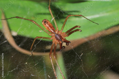 natural tetragnatha extensa spider macro photo
