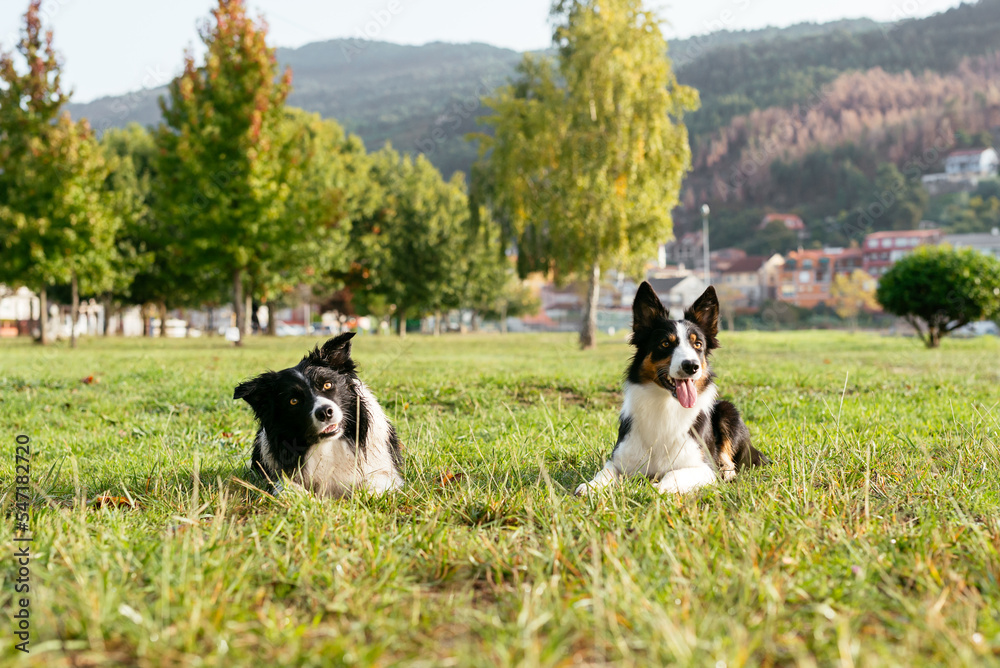 Dogs resting on green meadow in summer Dogs resting on green meadow in summer